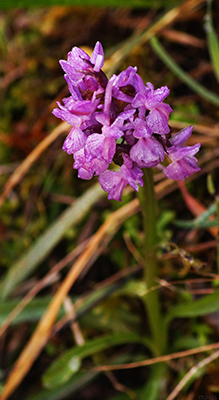 Dactylorhiza romana e Ophrys sphegodes